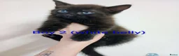 Mixed Breed cats for sale: Ragdoll mix kittens looking for a new home!! in Leeds - Advert 9