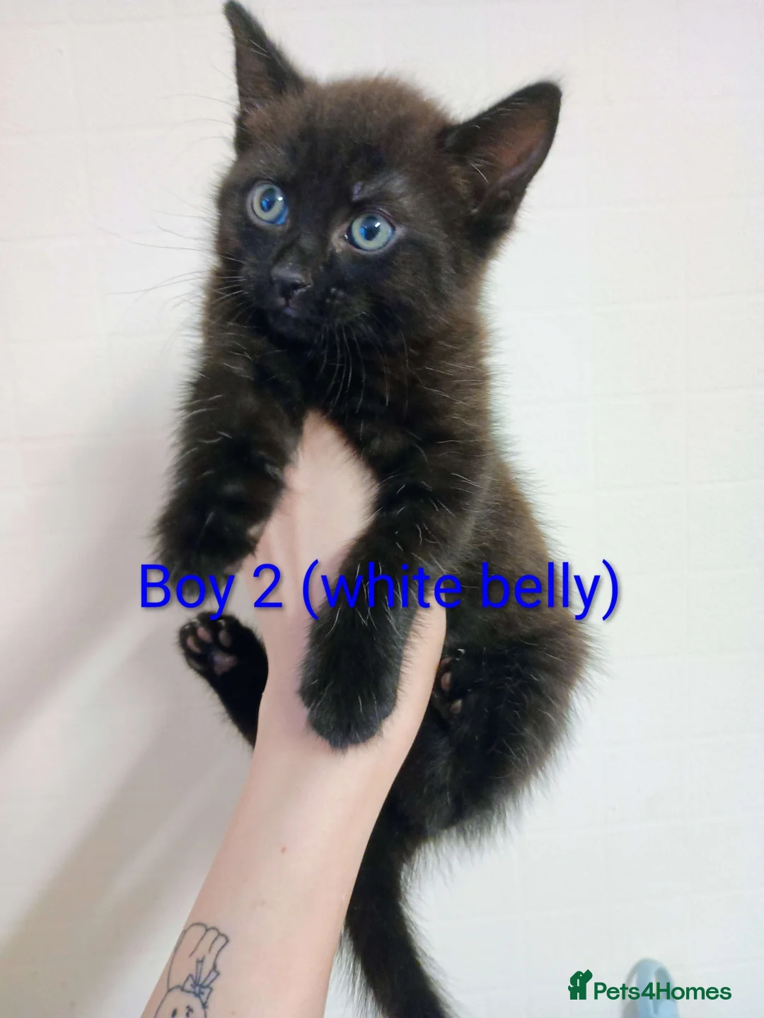 Mixed Breed cats for sale: Ragdoll mix kittens looking for a new home!! in Leeds - Advert 9