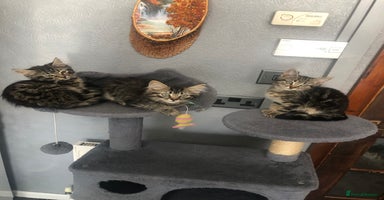 Mixed Breed cats - Advert 7