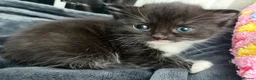 British Shorthair cats for sale: BEAUTIFUL CUTE KITTENS delivery available ! - Advert 13