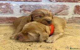 Cockapoo dogs for sale: F1 cockapoos  - Image 5