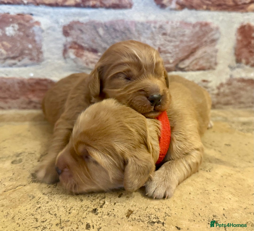 Cockapoo dogs for sale: F1 cockapoos  - Image 5