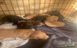 Cocker Spaniel dogs for stud: Pedigree stud   in Gloucester - Image 7