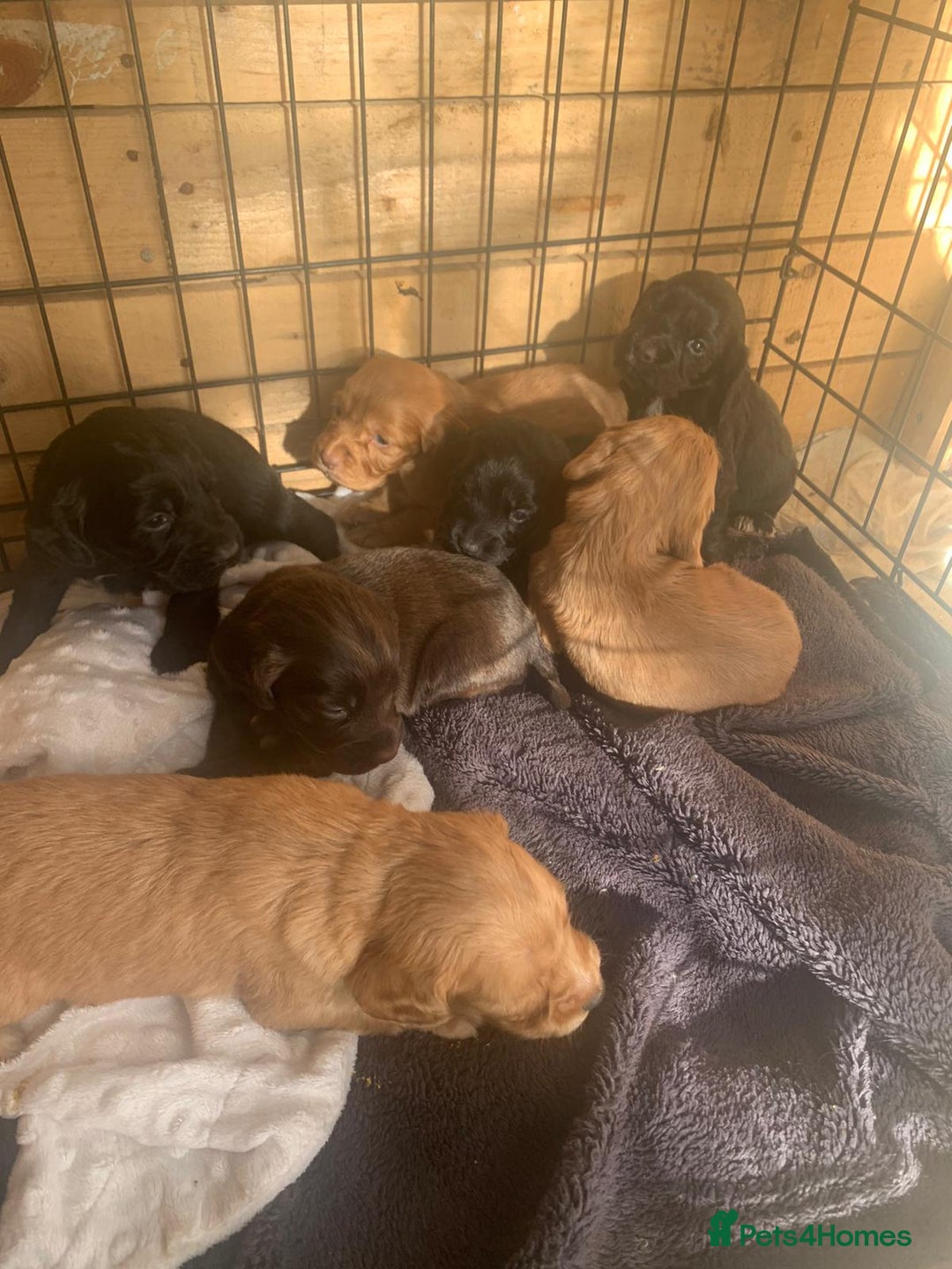 Cocker Spaniel dogs for stud: Pedigree stud   in Gloucester - Image 7