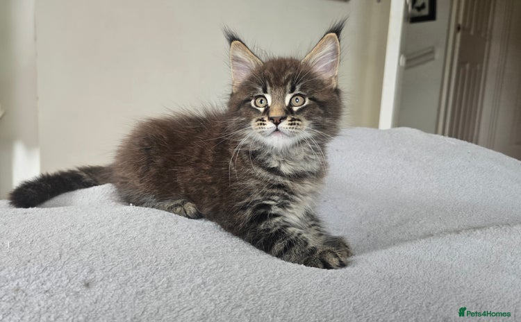 Maine Coon cats - Advert 10