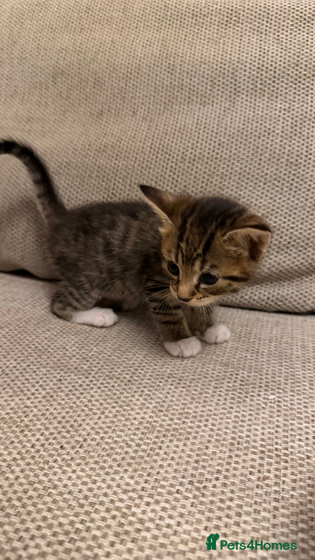 Mixed Breed cats for sale: Little Kittens  - Advert 7