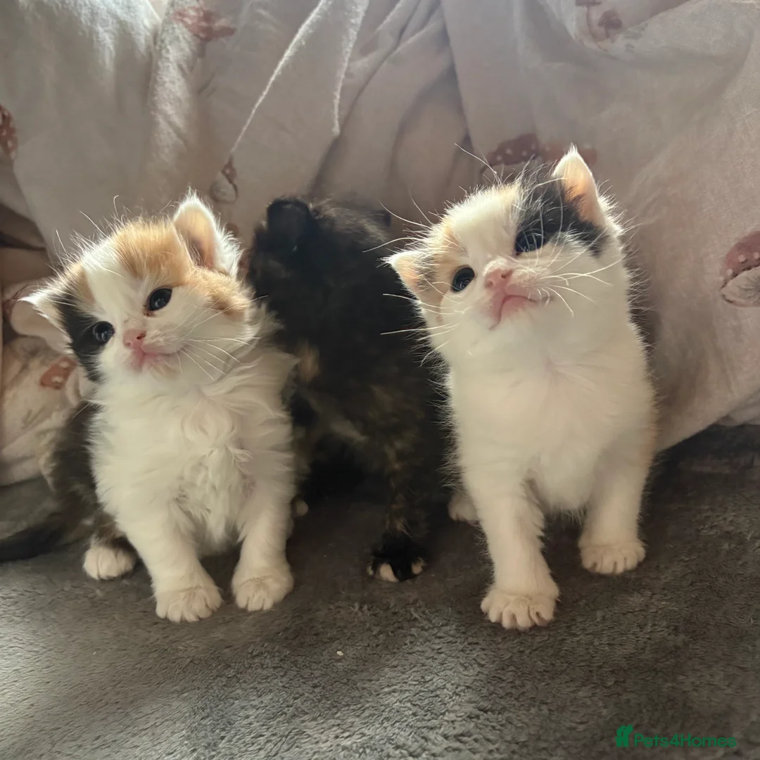 Mixed Breed cats for sale: Beautiful girls for a sale  - Advert 1