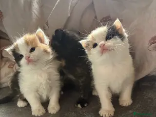 Mixed Breed cats Beautiful girls for a sale - Advert 1