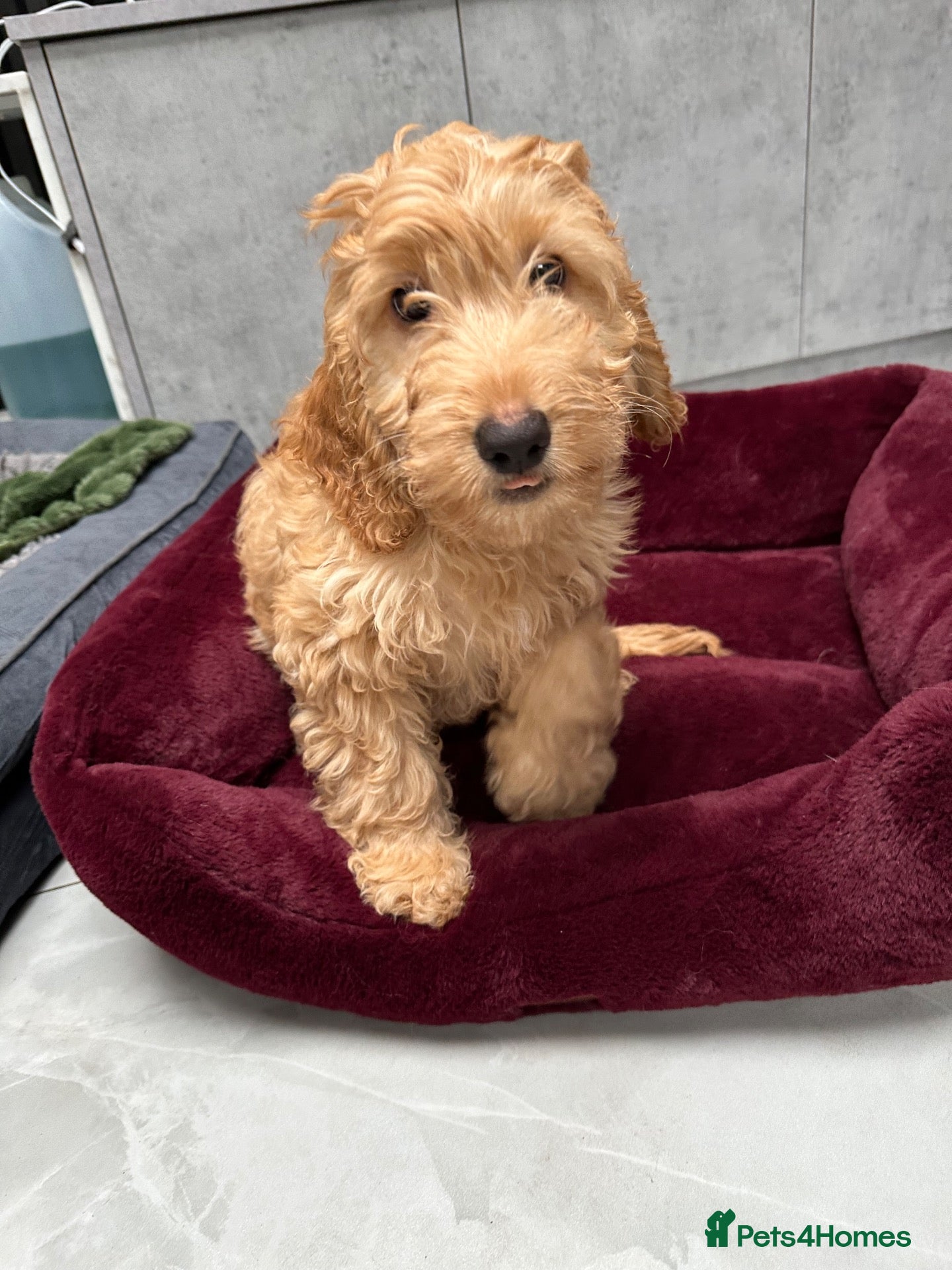 Cockapoo dogs Health tested: Champion lines  F1 puppies  - Advert 2