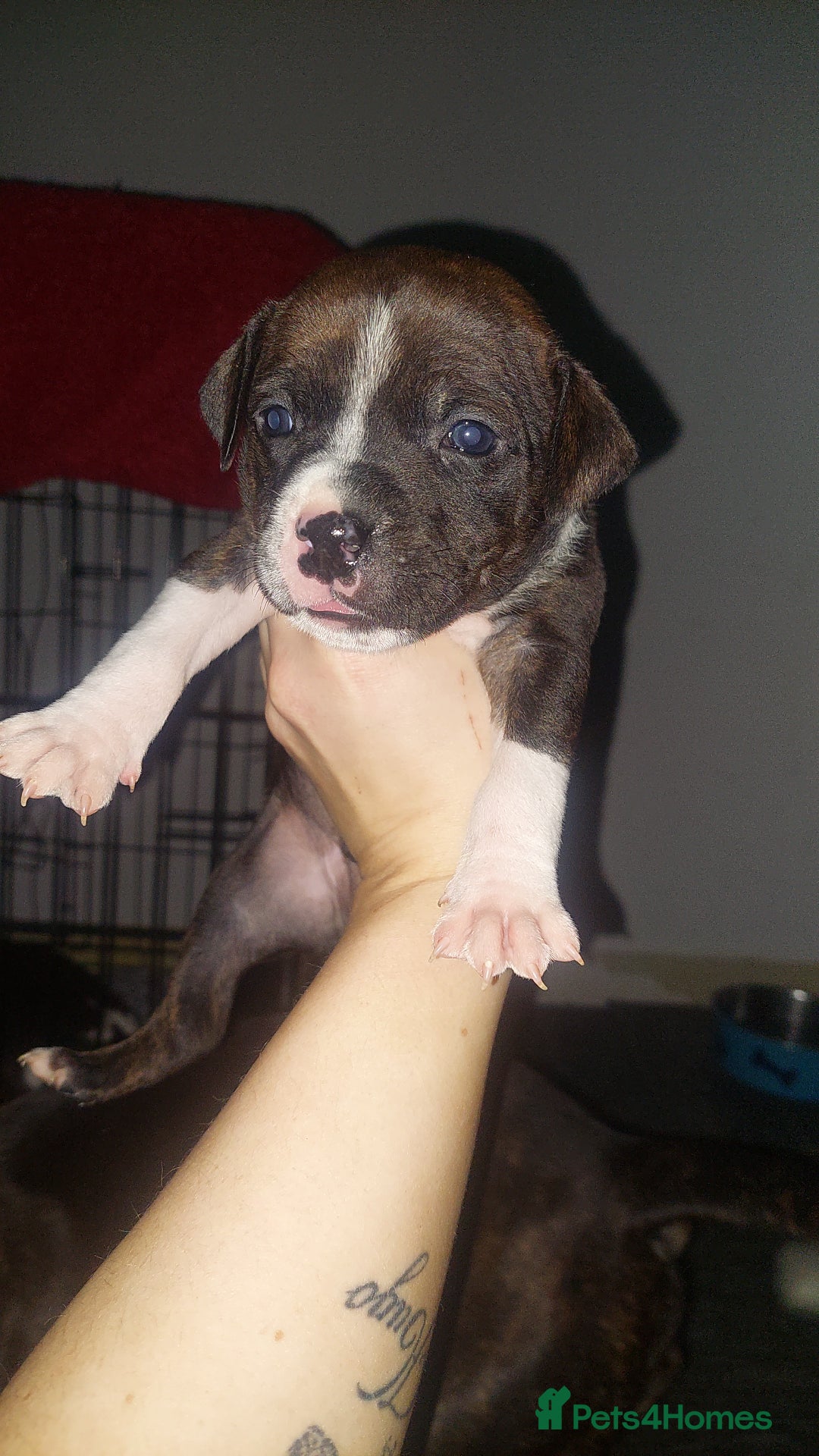 Mixed Breed dogs for sale: Staff pocket cross 4 boys 2 girls - Advert 9