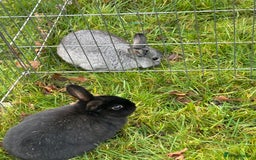 English rabbits for sale: 3 Rabbits  - Image 7