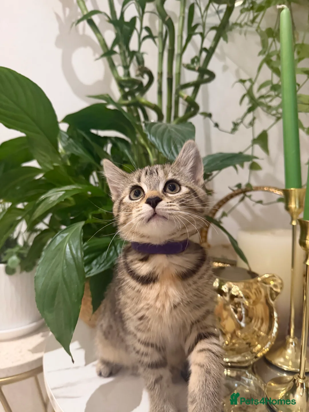 British Shorthair cats for sale: Maine coon Mix golden British short hair in London - Advert 2