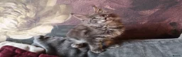Maine Coon cats for sale: TICA reg HEALTH CHECKED Maine Coons - Advert 23