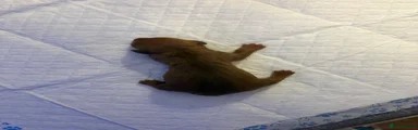 Miniature Dachshund 4