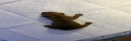 Miniature Dachshund dogs for sale: X6 beautiful miniature dachshunds for sale - Advert 4