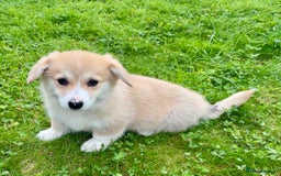 Welsh Corgi Pembroke dogs for sale: Stunning KC Registered Corgis - Image 3