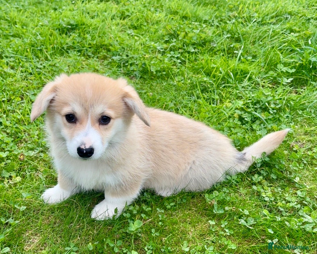 Welsh Corgi Pembroke dogs for sale: Stunning KC Registered Corgis - Image 3