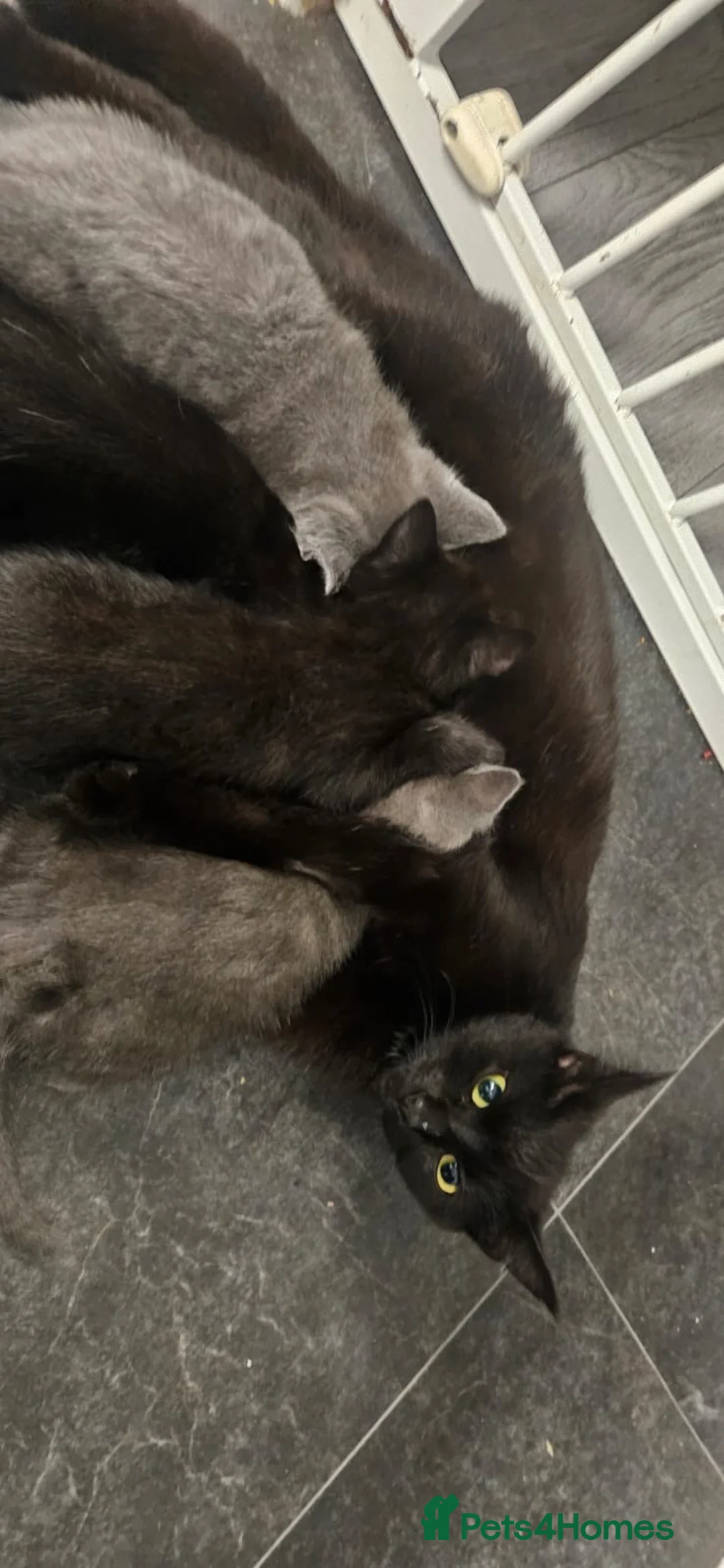 Mixed Breed cats for sale: 2 grey boys left - Advert 2