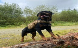 Rottweiler dogs for stud: Proven handsome ADRK KC registered Rottweiler  in Milford Haven - Image 8