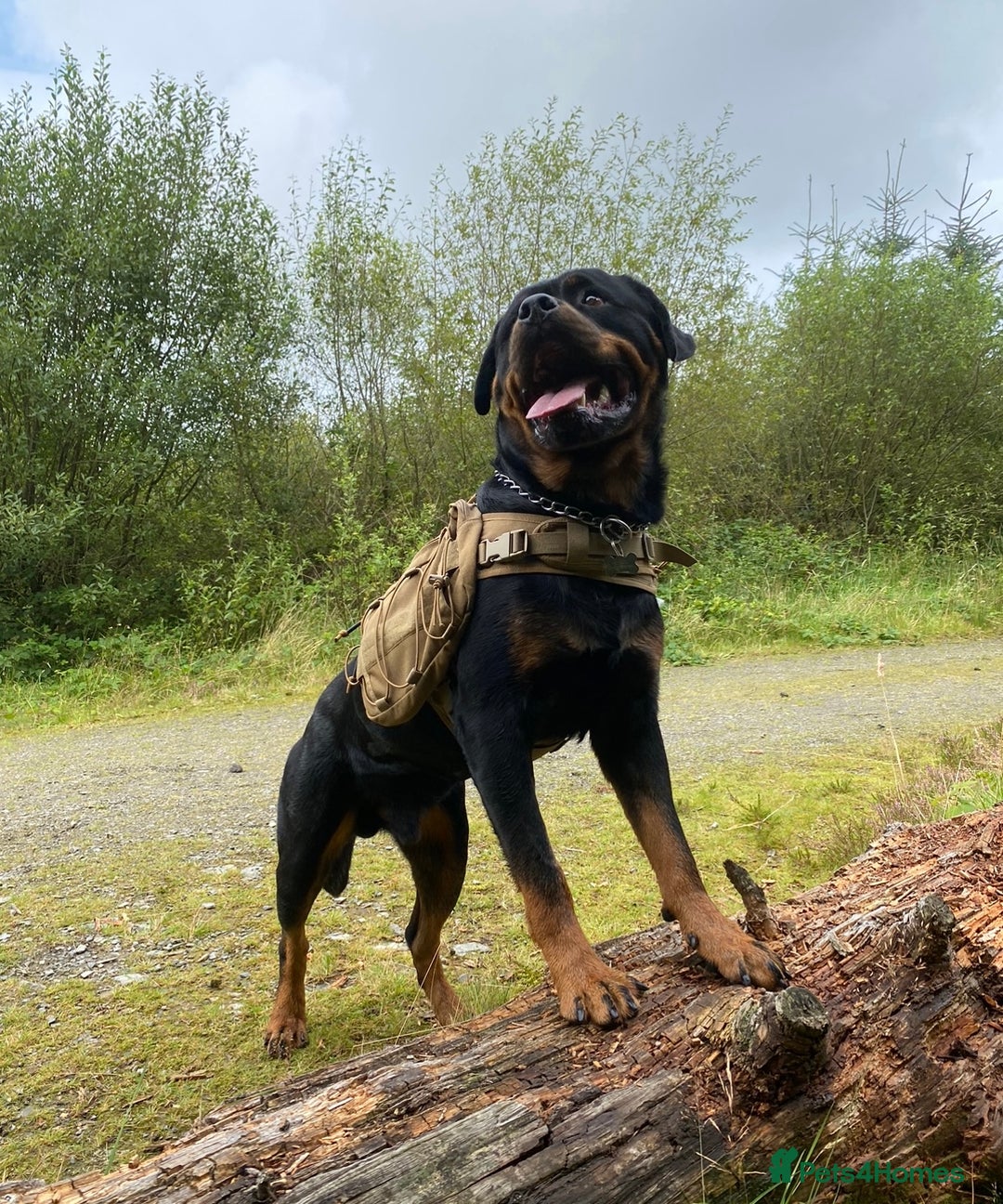 Rottweiler dogs for stud: Proven handsome ADRK KC registered Rottweiler  in Milford Haven - Image 8