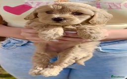 Cavapoo dogs for sale: The Cutest F1B Cavapoo Puppies For Sale! - Image 4