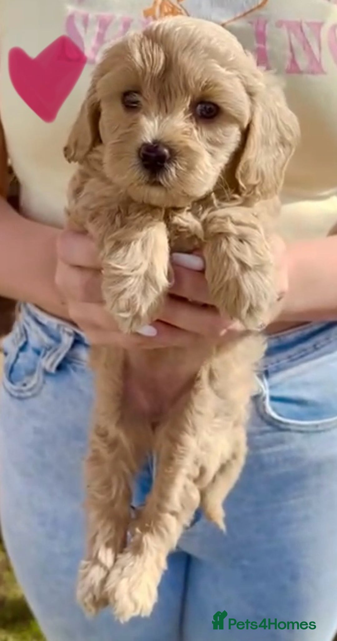 Cavapoo dogs for sale: The Cutest F1B Cavapoo Puppies For Sale! - Image 4