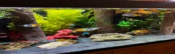 Rainbow Fish fish for sale: Boesemani Rainbows, Platies & Tiger Barbss in Woking - Advert 3