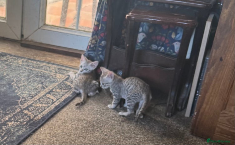 Egyptian Mau cats - Advert 1