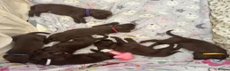 Springador dogs for sale: Chocolate Springador Puppies – Boys & Girls - Advert 1