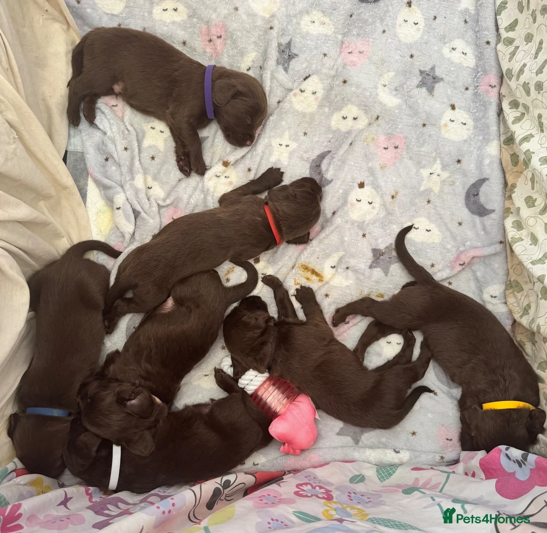 Springador dogs for sale: Chocolate Springador Puppies – Boys & Girls - Advert 1
