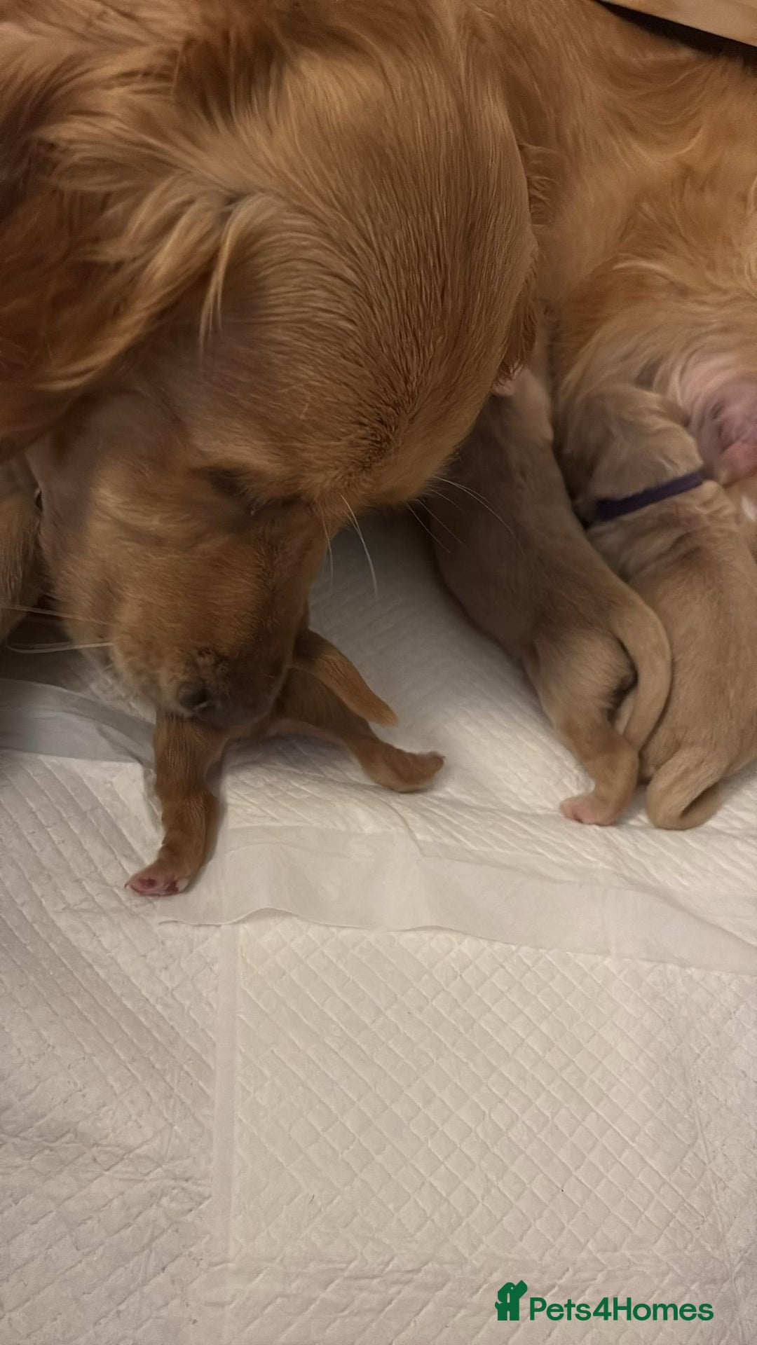 Golden Retriever dogs for sale: KC Registered Golden Retriever puppies - Image 9