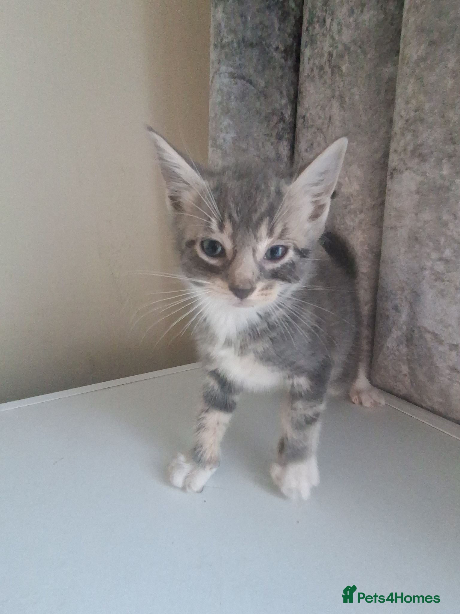Mixed Breed cats Beautiful black and tuxedo kittens  - Advert 2