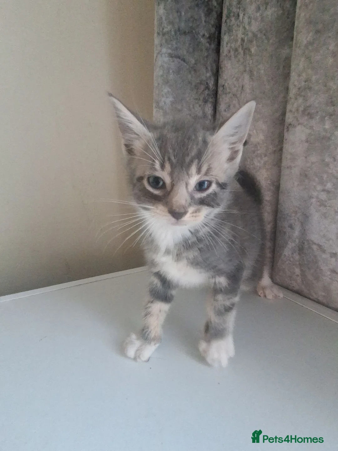 Mixed Breed cats for sale: Beautiful black and tuxedo kittens  - Advert 2