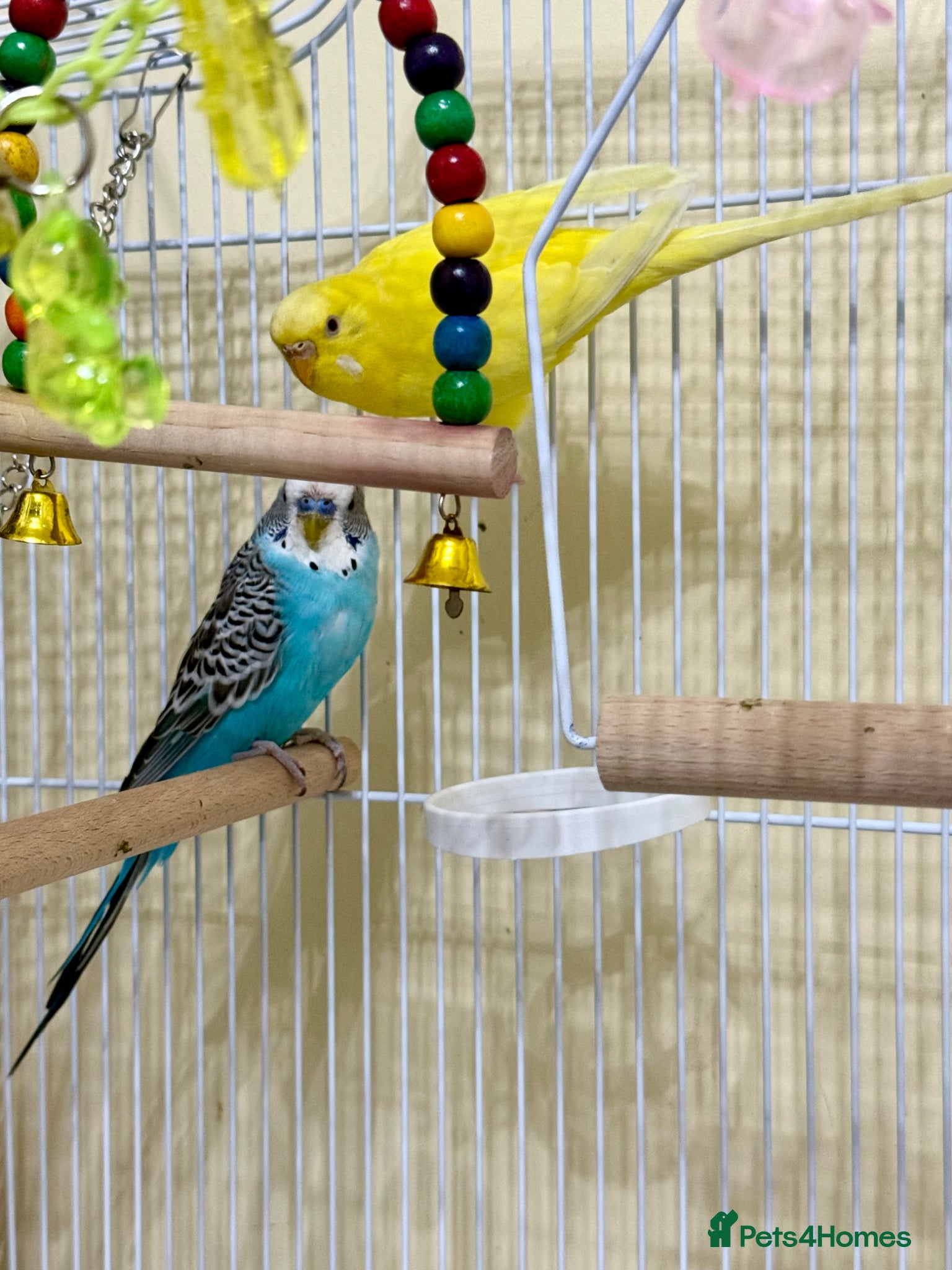 Budgerigars birds 2 Beautiful Budgerigars  - Advert 2