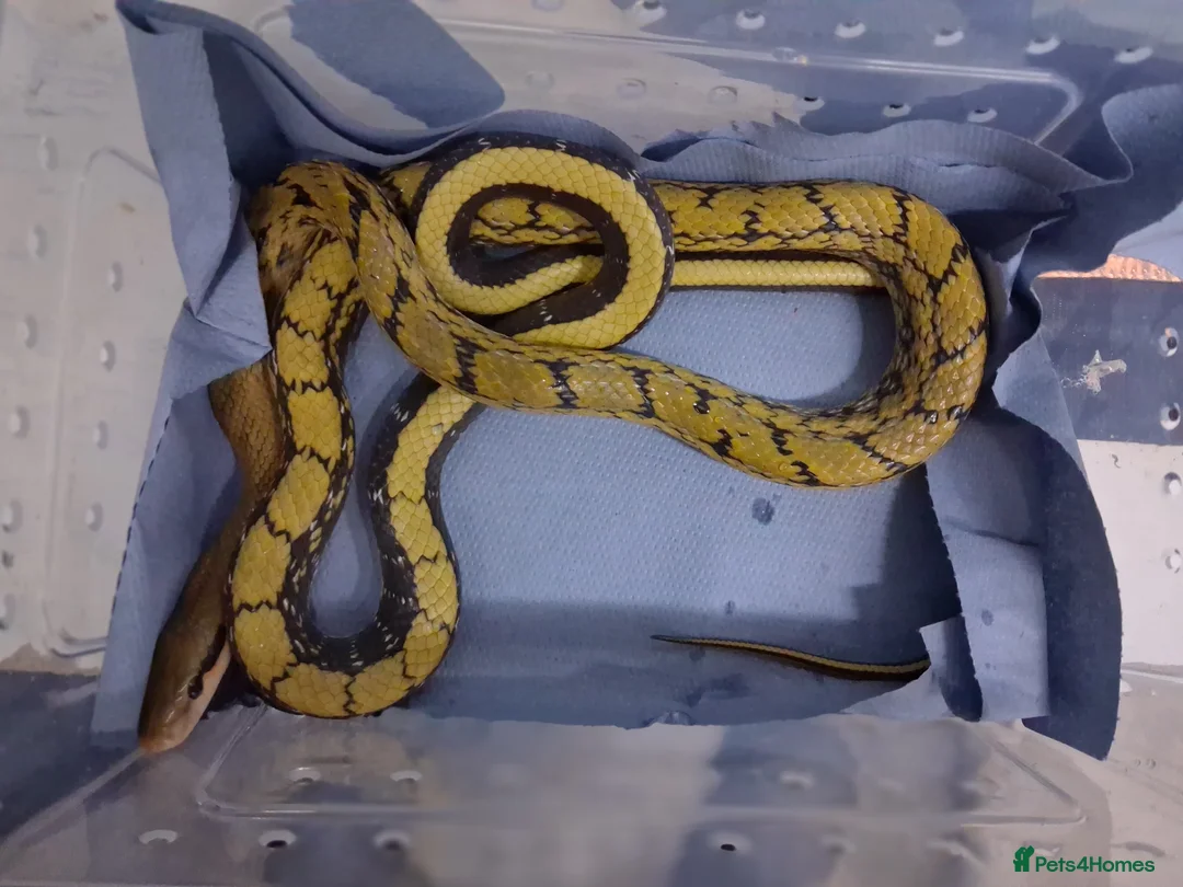 Rat Snake reptiles for sale: Taiwanese beauty snake DH For Albino - Calico  - Advert 6