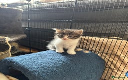 Domestic Shorthair cats for sale: 5 short/fluffy domestic kittens  - Image 22
