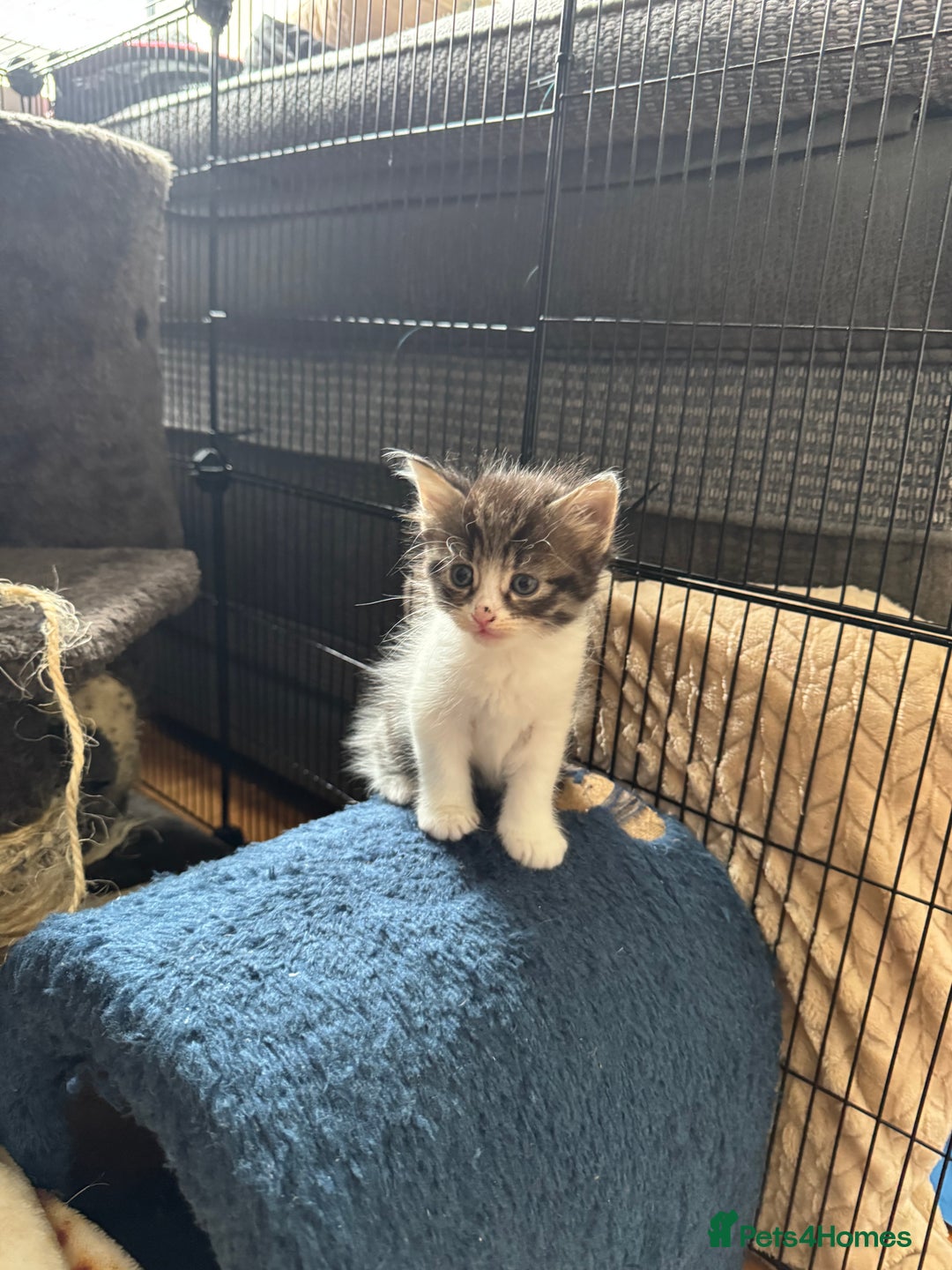 Domestic Shorthair cats for sale: 5 short/fluffy domestic kittens  - Image 22