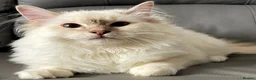 Ragdoll cats for sale: Registered Ragdoll Kittens - Advert 2