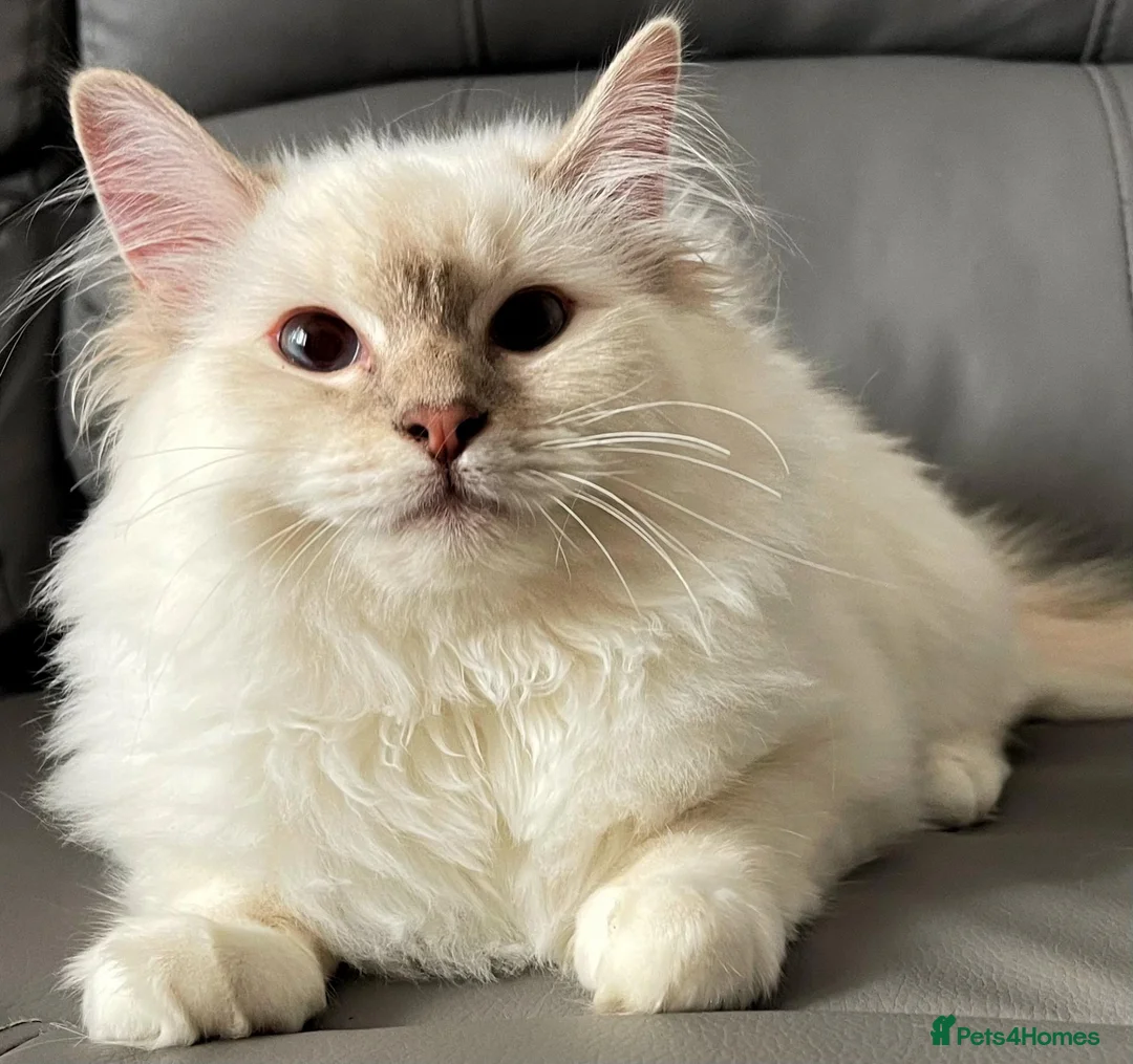 Ragdoll cats for sale: Registered Ragdoll Kittens - Advert 2