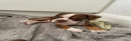 Old Tyme Bulldog dogs for sale: 8 OLD TYME BULLDOGS FOR SALE in London - Advert 8