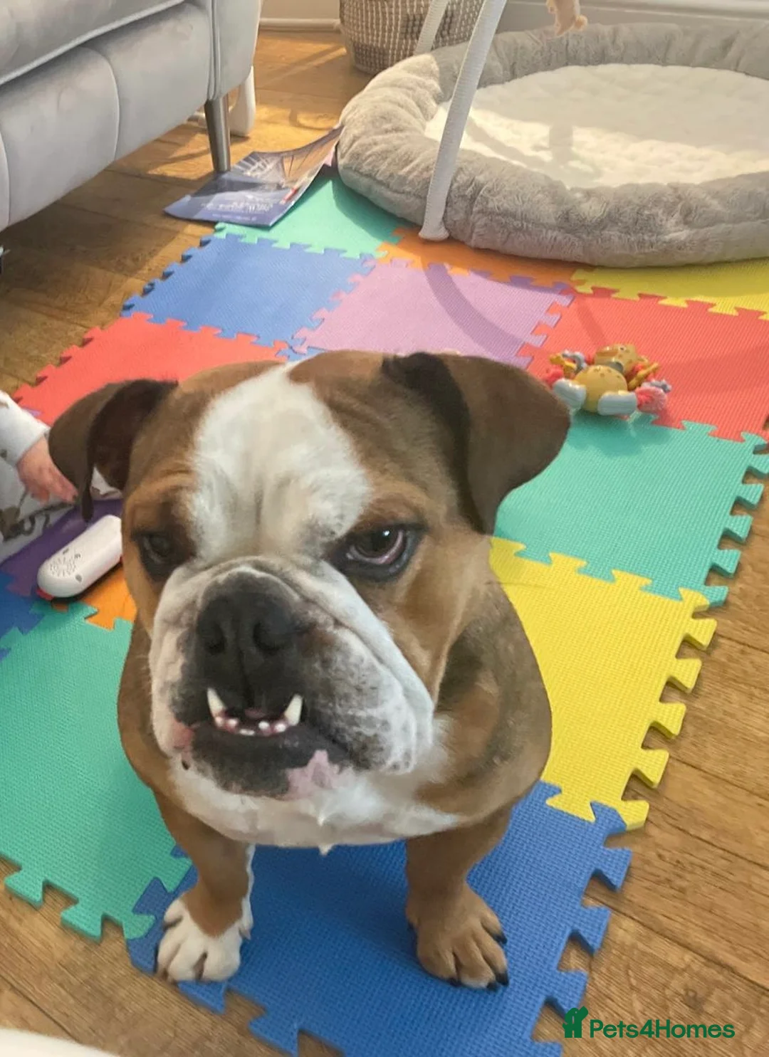 English Bulldog dogs for sale: English bulldog 5 years old - Advert 2