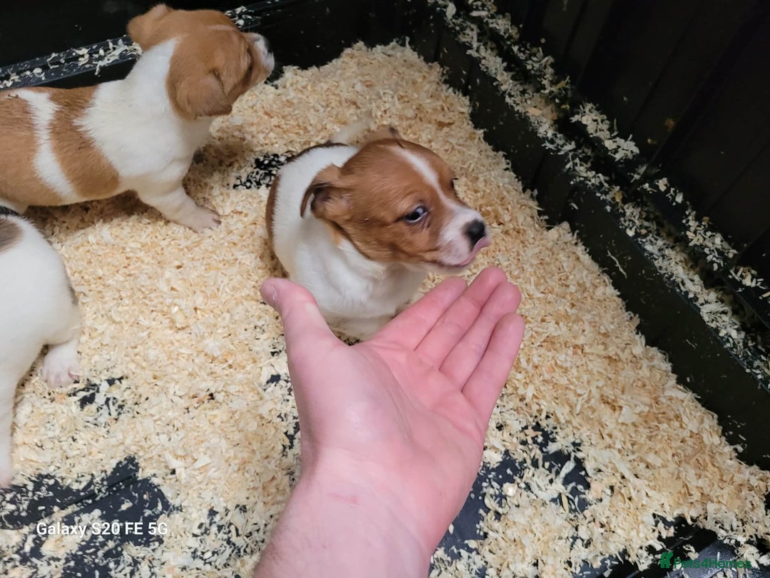 Jack Russell dogs for sale: 5 lovely Male jack Russel puppies for sale - Advert 6