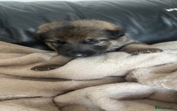 German Shepherd dogs for sale: German shepherd pups - Image 8