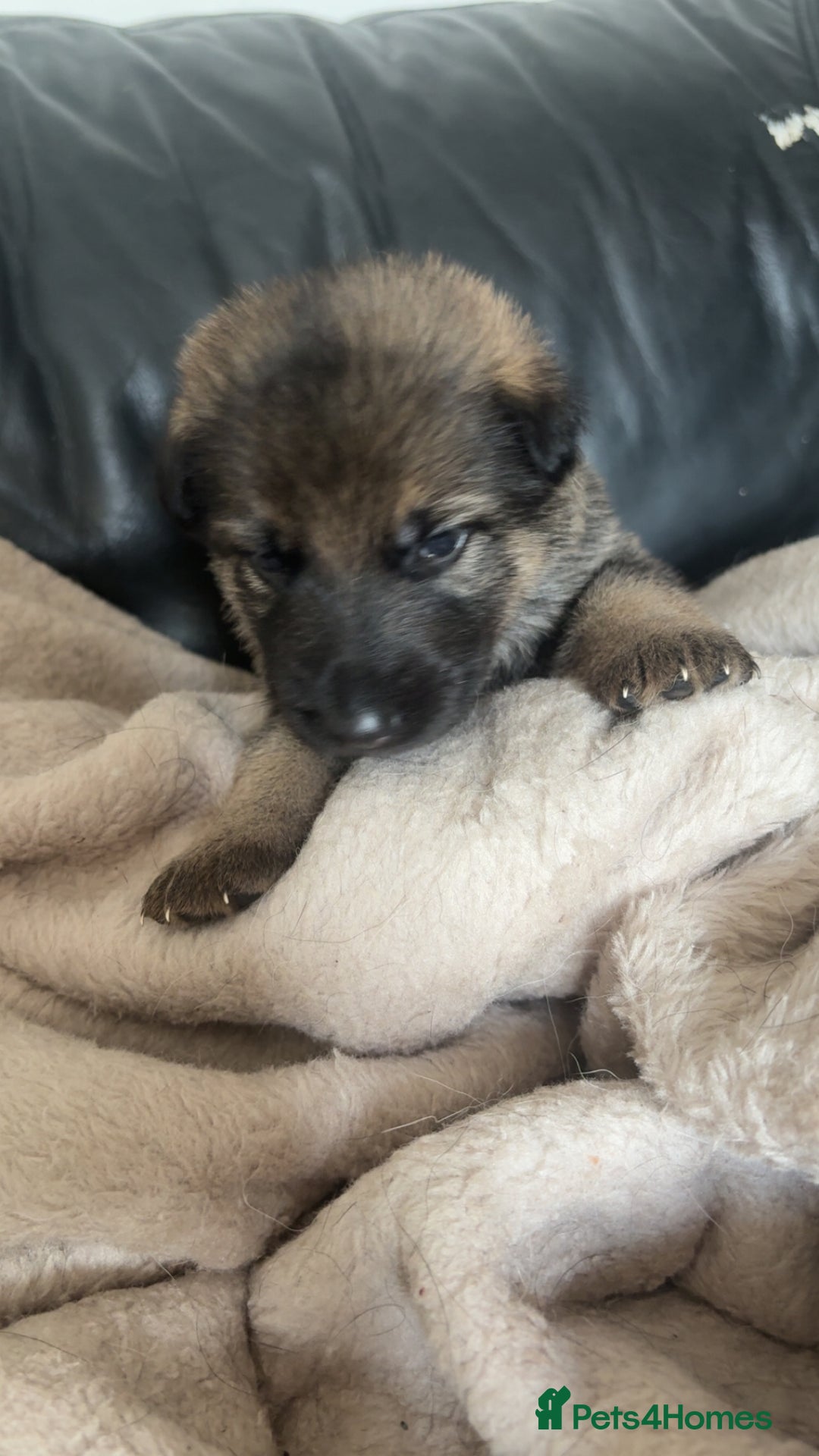 German Shepherd dogs for sale: German shepherd pups - Image 8