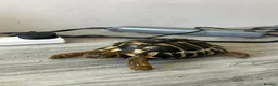 Tortoise reptiles for sale: Hermanns Tortoise with Vivarium - Advert 12