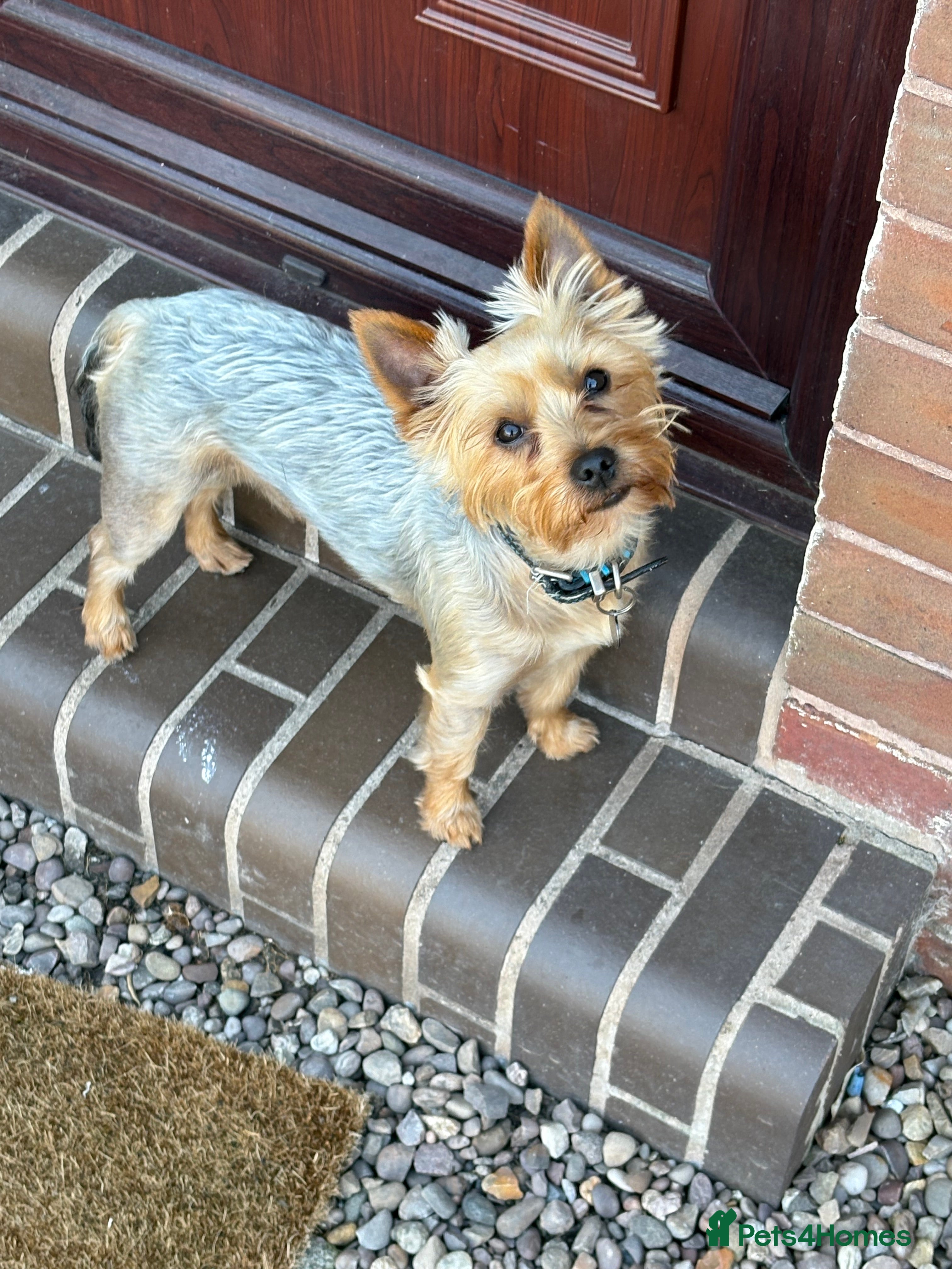 Benji