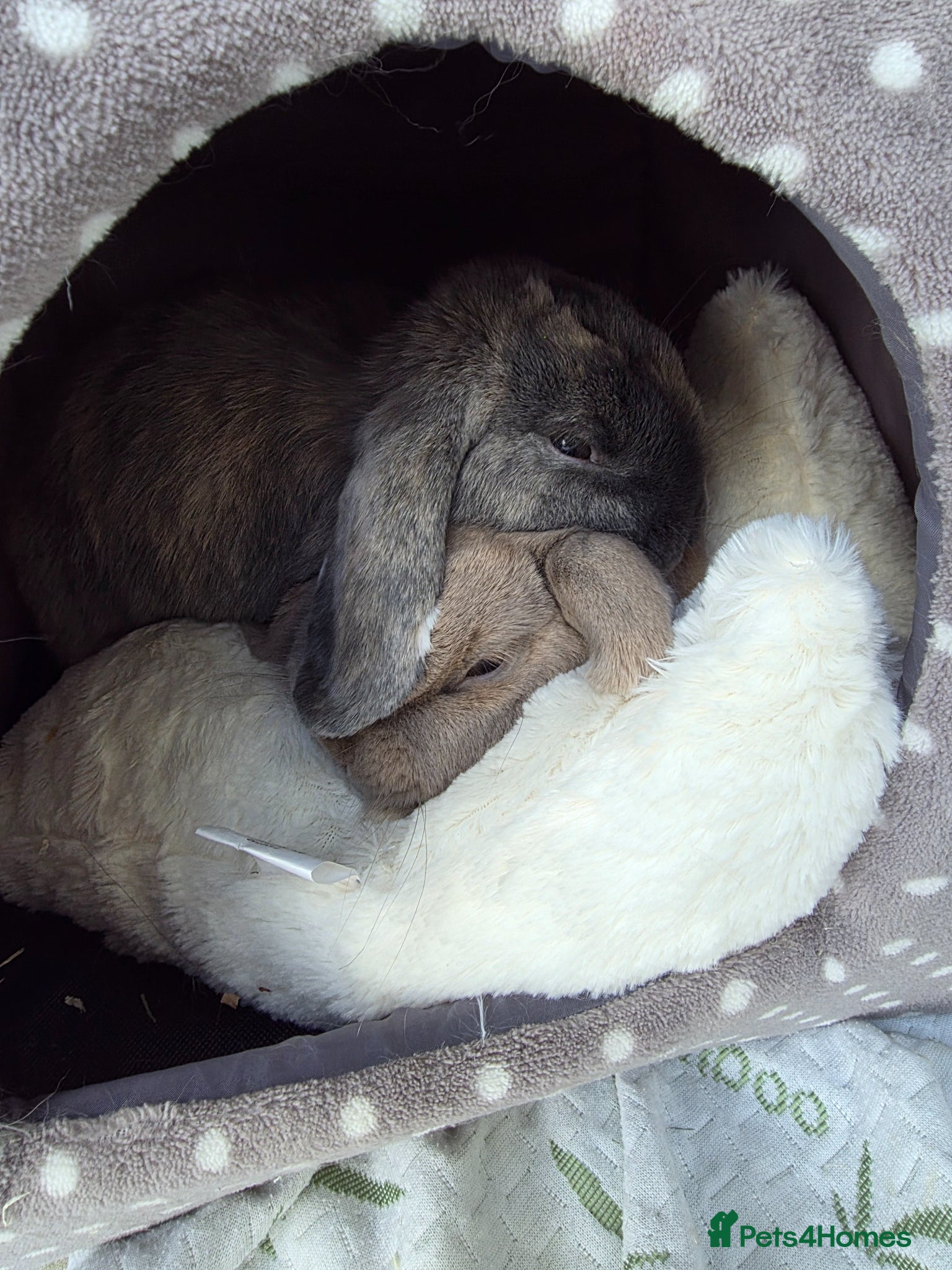Mini Lop rabbits Bonded mini lop bunny pair - male & female - Advert 2