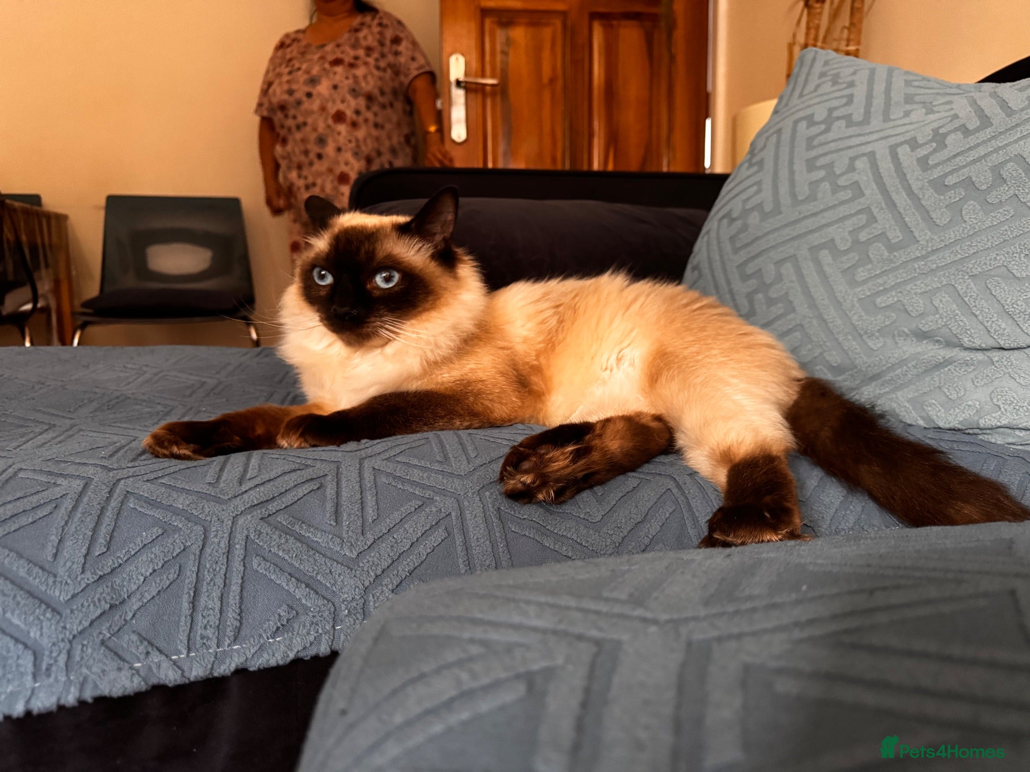 Ragdoll cats Xena seal point ragdoll - Advert 1