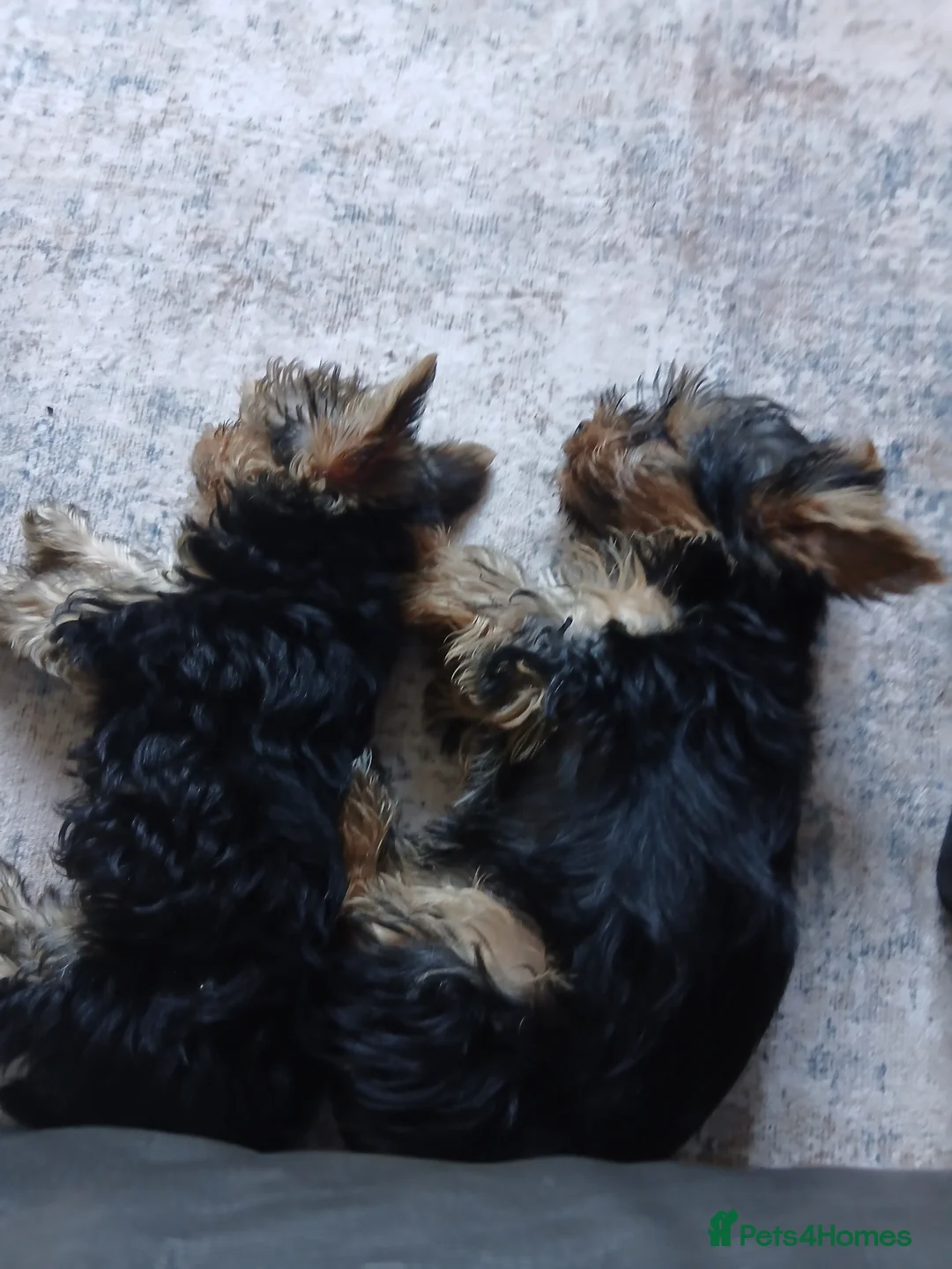 Yorkshire Terrier dogs for sale: 2 Yorkshire terrier pups in Burton-on-Trent - Advert 8