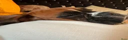 Boxer dogs for sale: Gorgeous Boxer Babies  - Advert 13